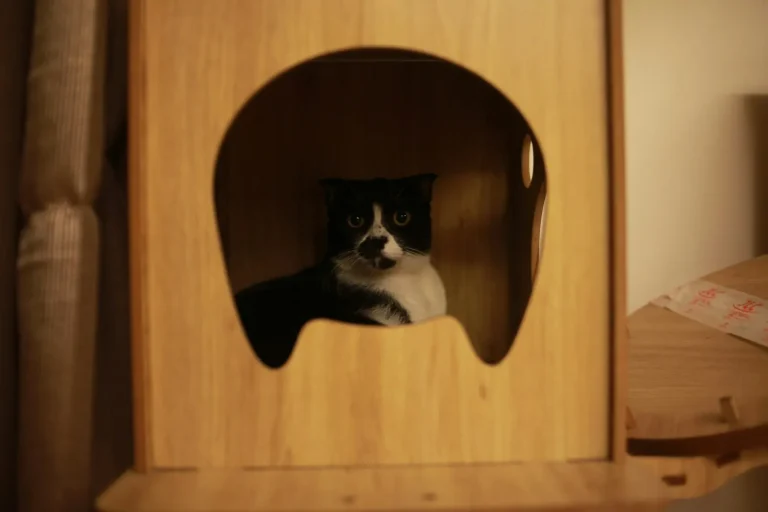 Cat inside a wooden cat house
