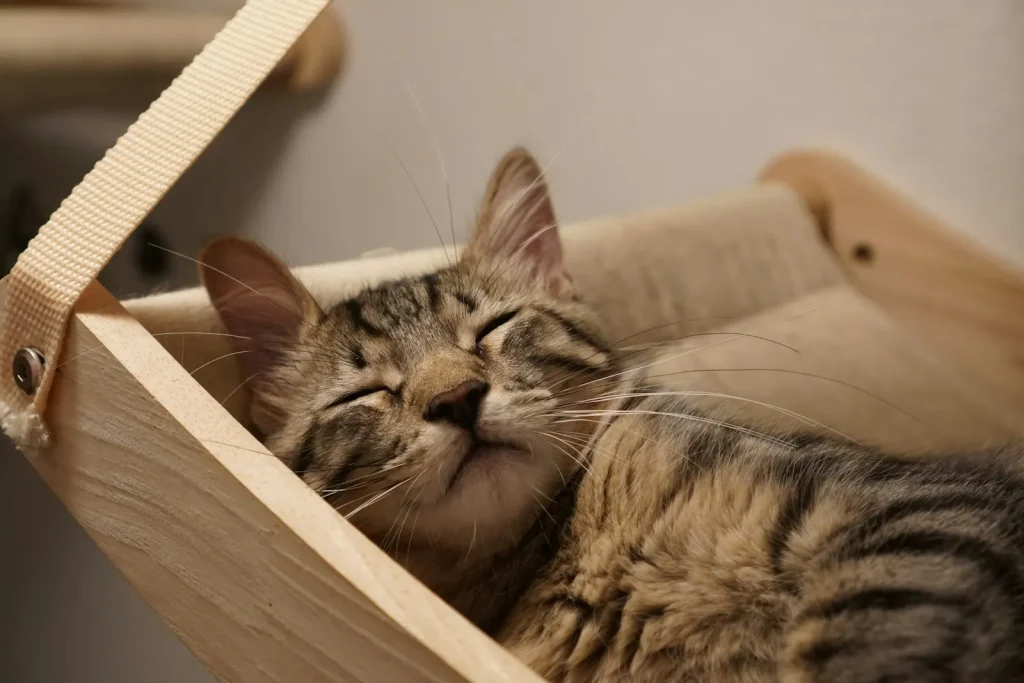 Cat sleeping in a wooden pet bed