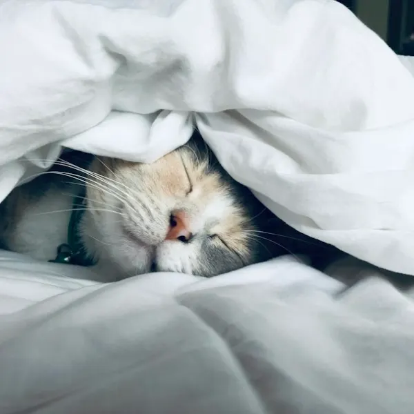 Beispielbild: Katzenbett