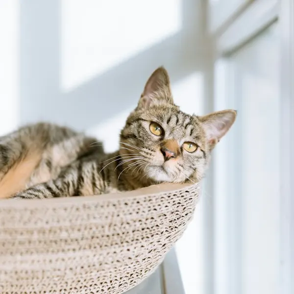 Beispielbild: Katzenbett