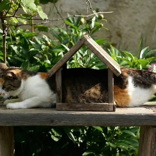 Illustrative image: wooden cat house