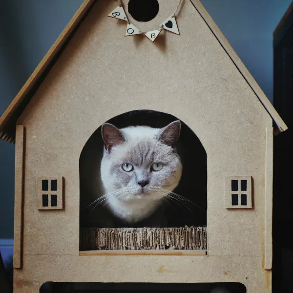 Illustrative image: cat house with opening