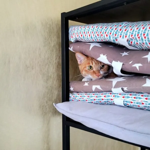Illustrative image: cat wall shelf