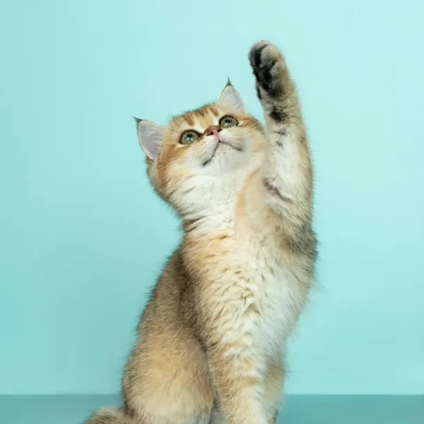 Illustrative image: cat toy