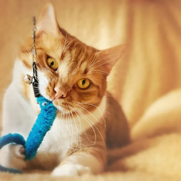 Illustrative image: wooden cat toy