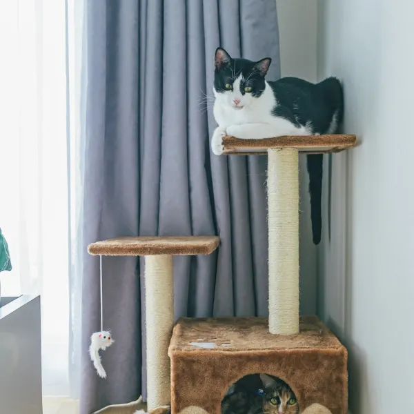 Illustrative image: modern wood cat tree