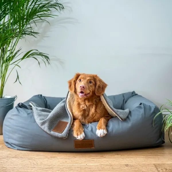 Beispielbild: Hundebett