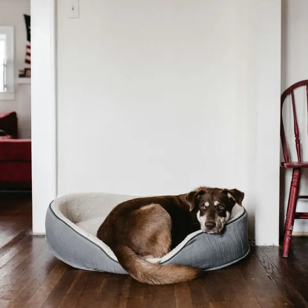 Beispielbild: Hundebett