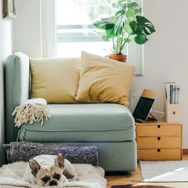Beispielbild: Hundebett
