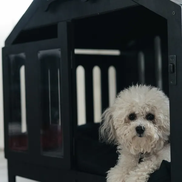 Beispielbild: Hundebox aus Holz