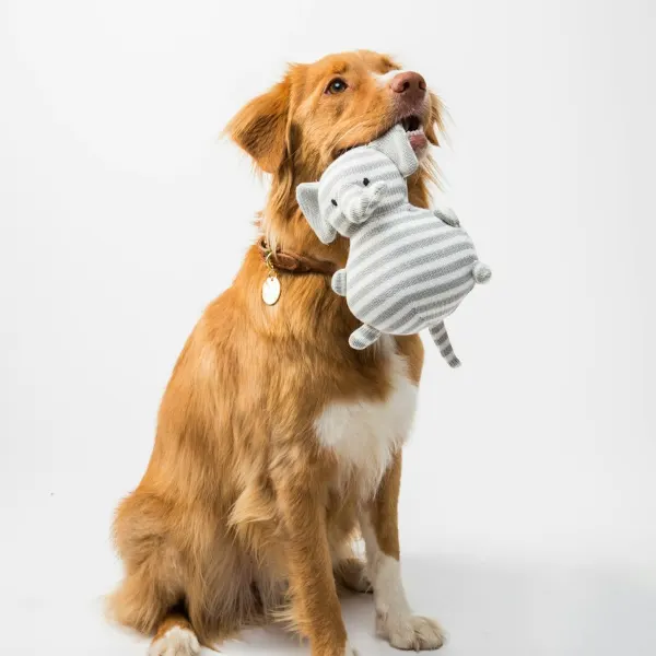 Beispielbild: Hundespielzeug