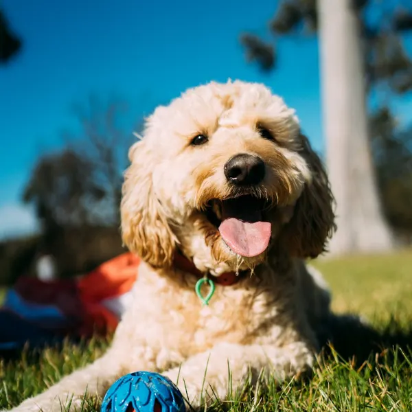 Beispielbild: Hundespielzeug