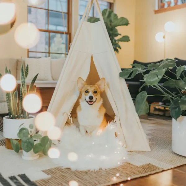 Beispielbild: Haustier-Tipi