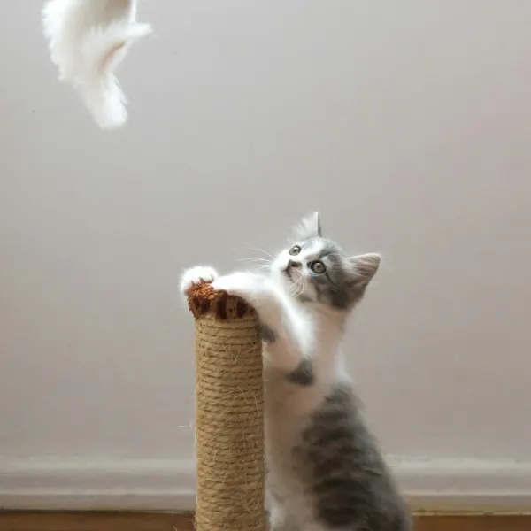 Illustrative image: scratching post