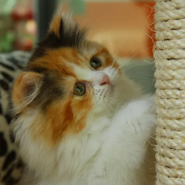 Illustrative image: scratching post with base