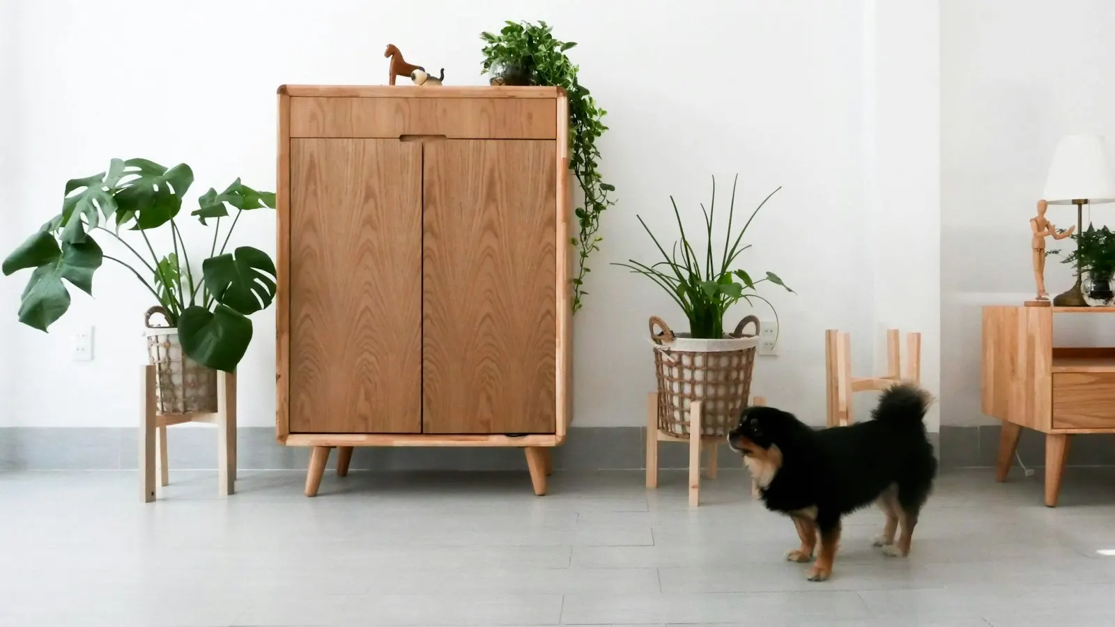Modern wooden furniture with a dog